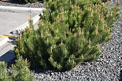 Dwarf Mugo Pine (Pinus mugo var. pumilio) at Green Thumb Garden Centre