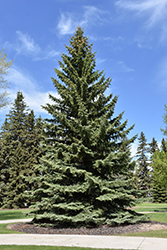 Blue Colorado Spruce (Picea pungens 'var. glauca') at Green Thumb Garden Centre