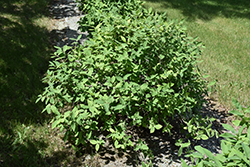 Aurora Honeyberry (Lonicera caerulea 'Aurora') at Green Thumb Garden Centre