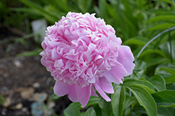 Sarah Bernhardt Peony (Paeonia 'Sarah Bernhardt') at Green Thumb Garden Centre