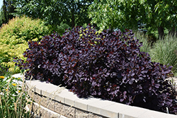 Royal Purple Smokebush (Cotinus coggygria 'Royal Purple') at Green Thumb Garden Centre