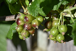 Captivator Gooseberry (Ribes uva-crispa 'Captivator') at Green Thumb Garden Centre