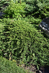 Tam Juniper (Juniperus sabina 'Tamariscifolia') at Green Thumb Garden Centre