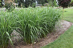 Malepartus Maiden Grass (Miscanthus sinensis 'Malepartus') at Green Thumb Garden Centre
