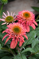 Double Scoop Cranberry Coneflower (Echinacea 'Balscanery') at Green Thumb Garden Centre