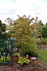 North Wind Japanese Maple (Acer 'IsINW') at Green Thumb Garden Centre