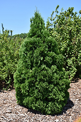 Holmstrup Arborvitae (Thuja occidentalis 'Holmstrup') at Green Thumb Garden Centre