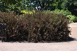 Summer Wine Black Ninebark (Physocarpus opulifolius 'SMNPMS') at Green Thumb Garden Centre