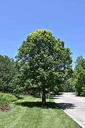 Bur Oak (Quercus macrocarpa) at Green Thumb Garden Centre