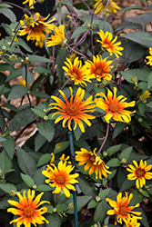 Burning Hearts False Sunflower (Heliopsis helianthoides 'Burning Hearts') at Green Thumb Garden Centre