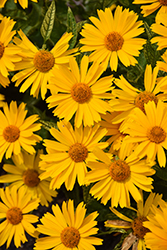 Sunstruck False Sunflower (Heliopsis helianthoides 'Sunstruck') at Green Thumb Garden Centre