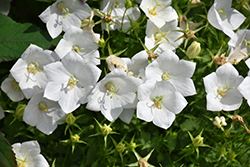 White Clips Bellflower (Campanula carpatica 'White Clips') at Green Thumb Garden Centre