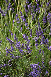 Phenomenal Lavender (Lavandula x intermedia 'Phenomenal') at Green Thumb Garden Centre