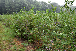 Bluecrop Blueberry (Vaccinium corymbosum 'Bluecrop') at Green Thumb Garden Centre