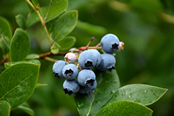 Northcountry Blueberry (Vaccinium 'Northcountry') at Green Thumb Garden Centre