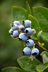 Northblue Blueberry (Vaccinium 'Northblue') at Green Thumb Garden Centre
