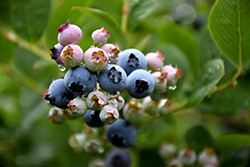 Top Hat Blueberry (Vaccinium corymbosum 'Top Hat') at Green Thumb Garden Centre