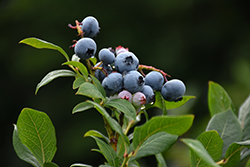 Northland Blueberry (Vaccinium corymbosum 'Northland') at Green Thumb Garden Centre