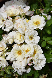 White Drift Rose (Rosa 'Meizorland') at Green Thumb Garden Centre