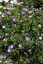 Azure Rush Cranesbill (Geranium 'Azure Rush') at Green Thumb Garden Centre