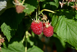 Canby Raspberry (Rubus 'Canby') at Green Thumb Garden Centre