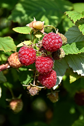 Boyne Raspberry (Rubus 'Boyne') at Green Thumb Garden Centre