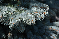 Baby Blue Blue Spruce (Picea pungens 'Baby Blue') at Green Thumb Garden Centre