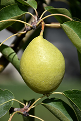 Early Gold Pear (Pyrus ussuriensis 'Early Gold') at Green Thumb Garden Centre