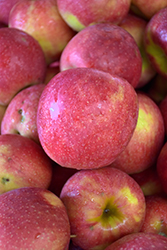 Jonagold Apple (Malus 'Jonagold') at Green Thumb Garden Centre