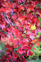 Red Maple (Acer rubrum) at Green Thumb Garden Centre