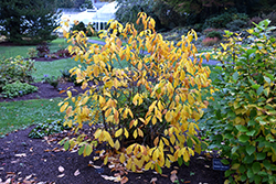 Spicebush (Lindera benzoin) at Green Thumb Garden Centre