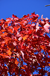 October Glory Red Maple (Acer rubrum 'October Glory') at Green Thumb Garden Centre