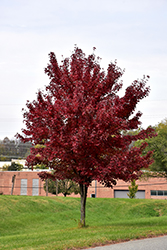 Brandywine Red Maple (Acer rubrum 'Brandywine') at Green Thumb Garden Centre