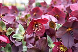 HGC Ice N' Roses Red Hellebore (Helleborus 'COSEH 4800') at Green Thumb Garden Centre