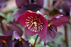 HGC Ice N' Roses Red Hellebore (Helleborus 'COSEH 4800') at Green Thumb Garden Centre