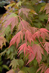 North Wind Japanese Maple (Acer 'IsINW') at Green Thumb Garden Centre