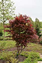 Emperor I Japanese Maple (Acer palmatum 'Wolff') at Green Thumb Garden Centre