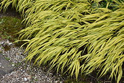 Golden Variegated Hakone Grass (Hakonechloa macra 'Aureola') at Green Thumb Garden Centre
