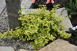 Gold Splash Wintercreeper (Euonymus fortunei 'Roemertwo') at Green Thumb Garden Centre