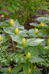 Yellow Trillium (Trillium luteum) at Green Thumb Garden Centre