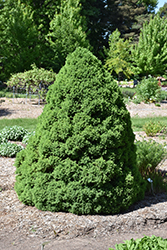 Dwarf Alberta Spruce (Picea glauca 'Conica') at Green Thumb Garden Centre