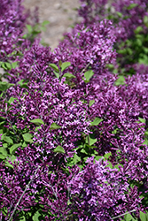 Bloomerang Dark Purple Lilac (Syringa 'SMSJBP7') at Green Thumb Garden Centre