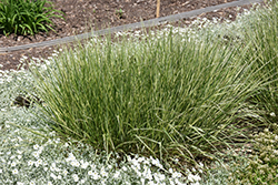 Variegated Reed Grass (Calamagrostis x acutiflora 'Overdam') at Green Thumb Garden Centre