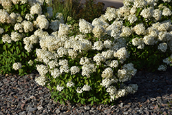 Bobo Hydrangea (Hydrangea paniculata 'ILVOBO') at Green Thumb Garden Centre