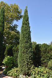 Taylor Redcedar (Juniperus virginiana 'Taylor') at Green Thumb Garden Centre