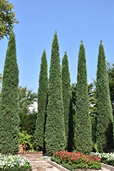 Taylor Redcedar (Juniperus virginiana 'Taylor') at Green Thumb Garden Centre