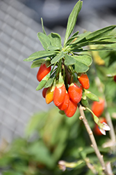 Firecracker Goji Berry (Lycium barbarum 'Firecracker') at Green Thumb Garden Centre