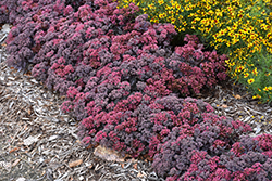 Dazzleberry Stonecrop (Sedum 'Dazzleberry') at Green Thumb Garden Centre