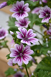 Zebrina Mallow (Malva sylvestris 'Zebrina') at Green Thumb Garden Centre