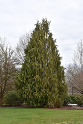 Weeping Nootka Cypress (Chamaecyparis nootkatensis 'Pendula') at Green Thumb Garden Centre